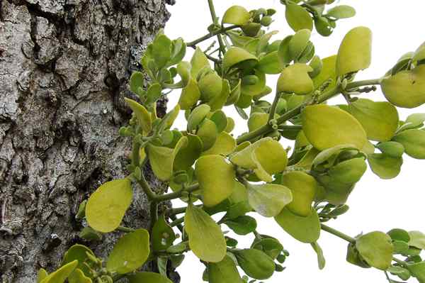 Perbedaan antara tanaman insektivora dan simbiotik