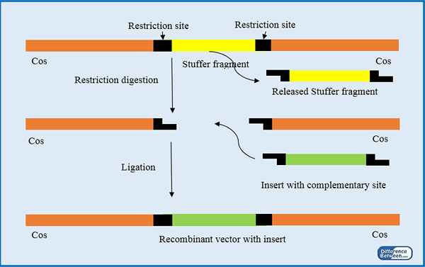 Différence entre l'insertion et les vecteurs de remplacement