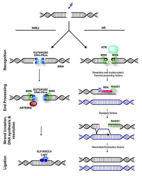 Unterschied zwischen interchromosomaler und intrachromosomaler Rekombination