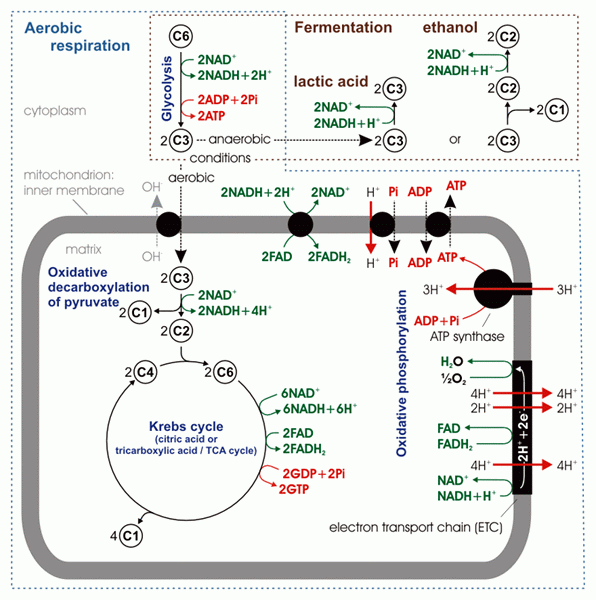 Différence entre la respiration interne et externe