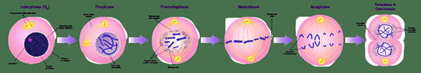 Perbezaan antara interphase dan mitosis