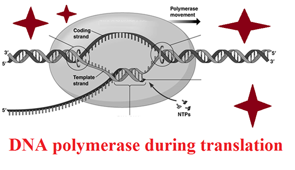 Différence entre les enzymes intracellulaires et extracellulaires