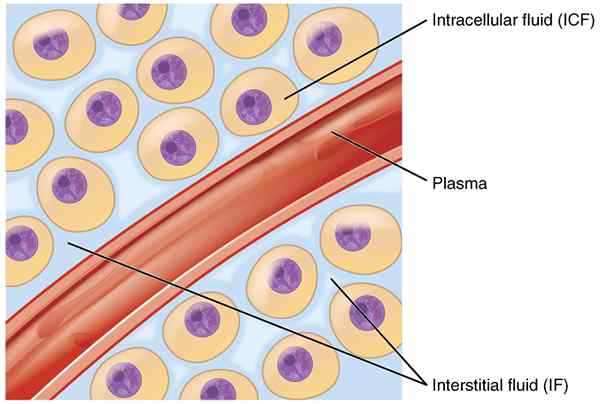 Diferencia entre los fluidos intracelulares y extracelulares