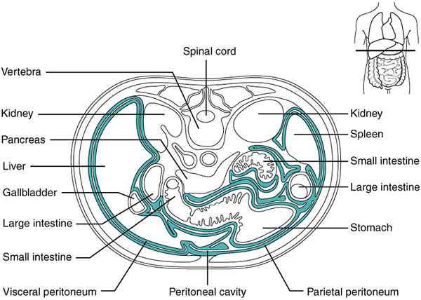 Unterschied zwischen intraperitoneal und retroperitoneal