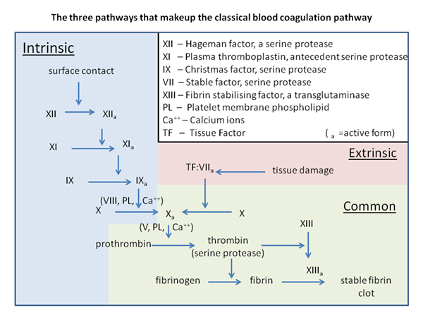 Perbezaan antara laluan intrinsik dan ekstrinsik dalam pembekuan darah