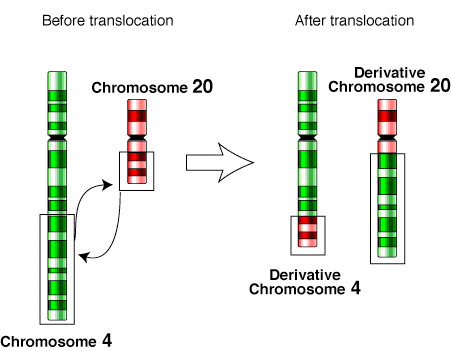 Différence entre l'inversion et la translocation