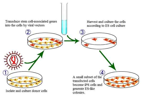 Perbezaan antara sel IPS dan sel stem embrio