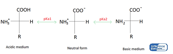 Unterschied zwischen isoelektrischem und isoionischer Punkt