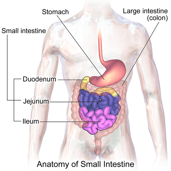 Unterschied zwischen Jejunum und Ileum