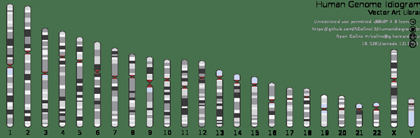 Perbezaan antara karyotype dan idiogram