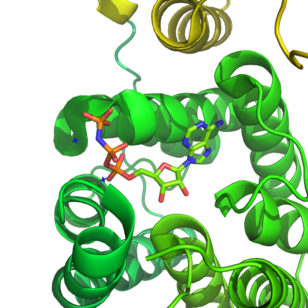 Unterschied zwischen Kinase und Phosphorylase