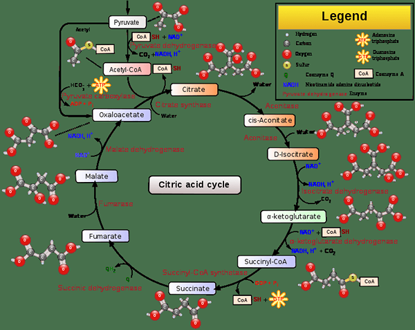 Différence entre le cycle de Krebs et la glycolyse