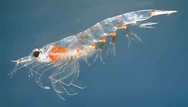 Diferencia entre Krill y Plancton