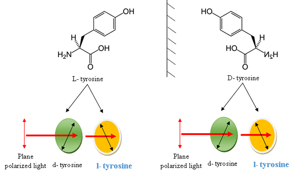 Unterschied zwischen L-Tyrosin und Tyrosin