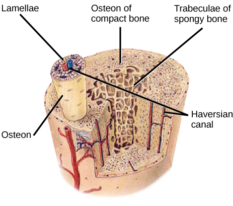 Perbezaan antara lamellae dan lacunae