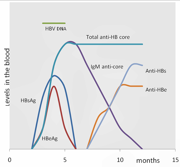 Diferencia entre la infección viral latente y persistente