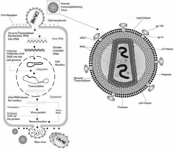 Perbedaan antara lentivirus dan retrovirus