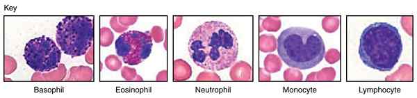 Diferencia entre leucocitos y linfocitos