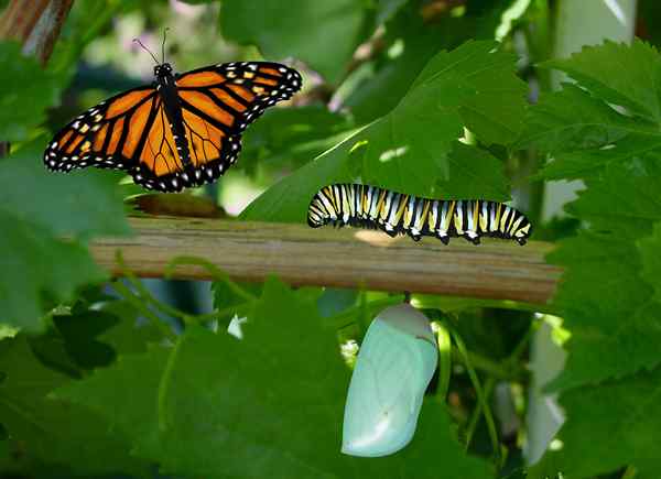 Diferencia entre el ciclo de vida de la mariposa y la cucaracha