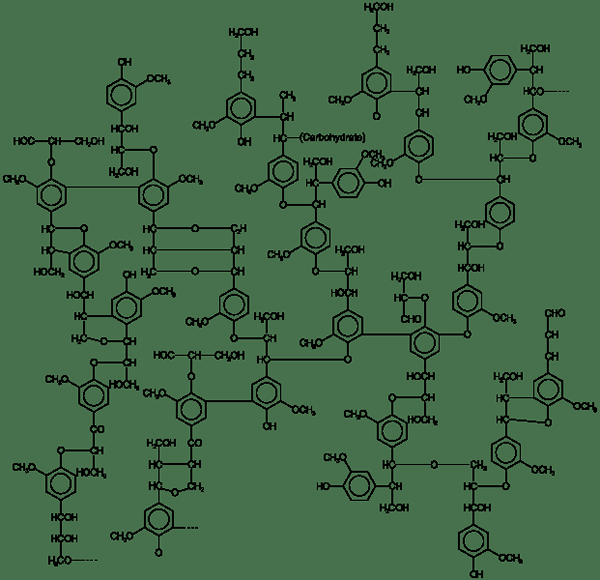 Différence entre la lignine et la cellulose