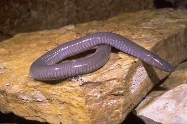 Différence entre les amphibiens sans membres et les serpents