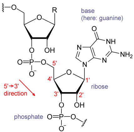 Unterschied zwischen LincRNA und LNCRNA