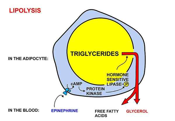 Perbedaan antara lipolisis dan lipogenesis