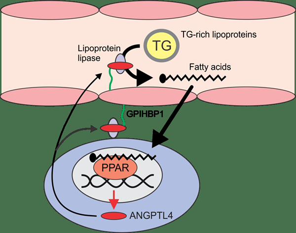 Différence entre lipoprotéine lipase et lipase sensible aux hormones