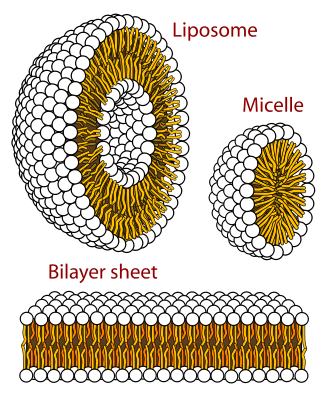 Différence entre liposome et micelle