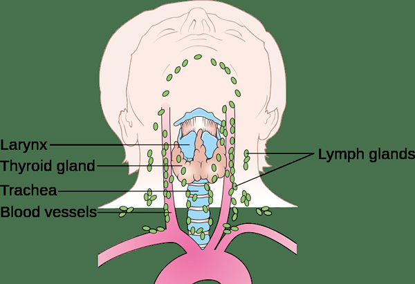 Différence entre la lymphadénopathie et la lymphadénite