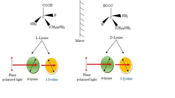 Unterschied zwischen Lysin und L-Lysin