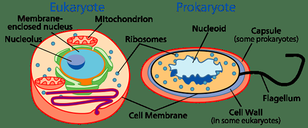 Différence entre les lysosomes et les ribosomes