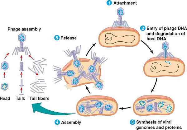 Diferencia entre el ciclo lítico y lisogénico de bacteriófagos