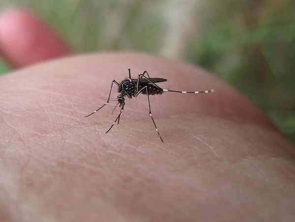 Unterschied zwischen Malaria und Gelbfieber