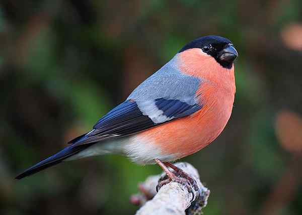 Différence entre la société masculine et féminine Finches