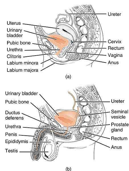 Diferencia entre la anatomía de uretra masculina y femenina