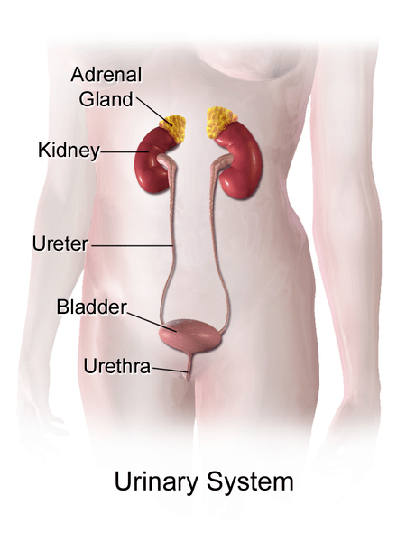 Différence entre l'urine mâle et femelle