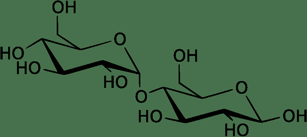 Différence entre le maltose et les isomaltose