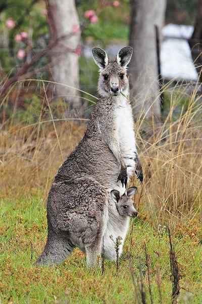 Perbezaan antara mamalia dan marsupial