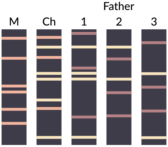 Perbezaan antara ujian DNA ibu dan bapa