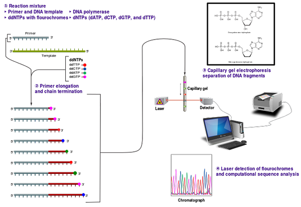 Perbedaan antara Maxam Gilbert dan Sanger Sequencing