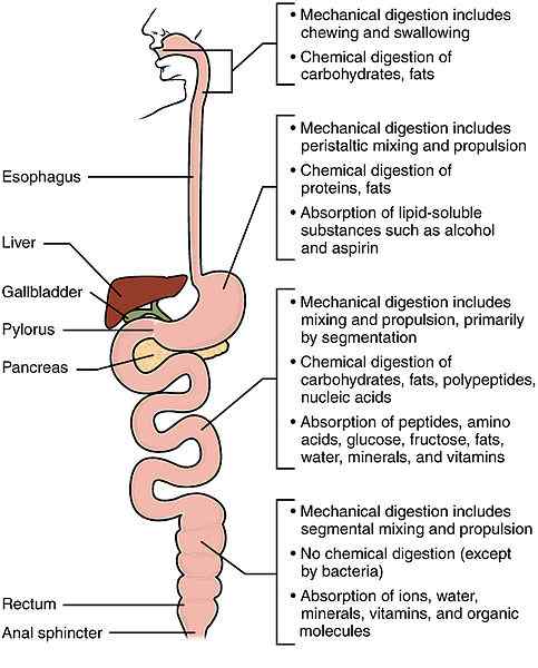 Diferencia entre la digestión mecánica y la digestión química