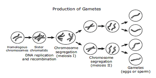 Différence entre la méiose et la gamétogenèse