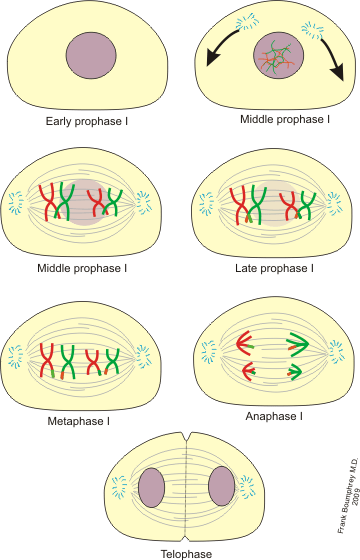 Différence entre la méiose I et la méiose II