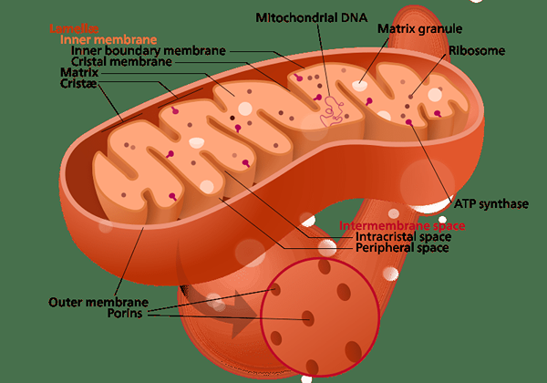 Diferencia entre los orgánulos membranosos y no membranosos