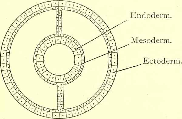 Diferencia entre mesodermo y mesenquima