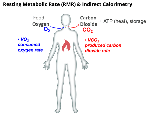 Perbedaan antara metabolisme dan tingkat metabolisme