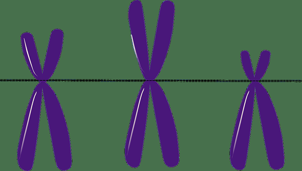 Unterschied zwischen metazentrischen und submetazentrischen Chromosomen