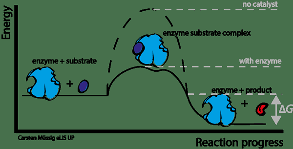 Différence entre les métalloenzymes et les enzymes activées en métal