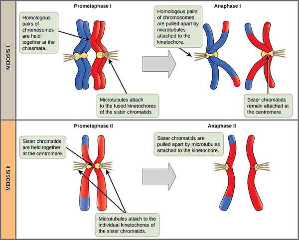 Unterschied zwischen Metaphase 1 und 2